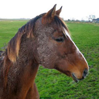 homeopathievoorpaarden